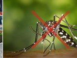 Foto capa matéria Mosquito Dengue